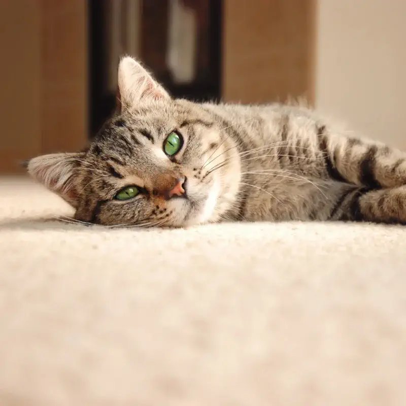 Pet friendly Carpet flooring in Rapid City SD