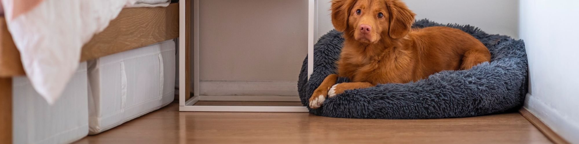Dog sitting on laminate floors from Altimate Flooring in Rapid City